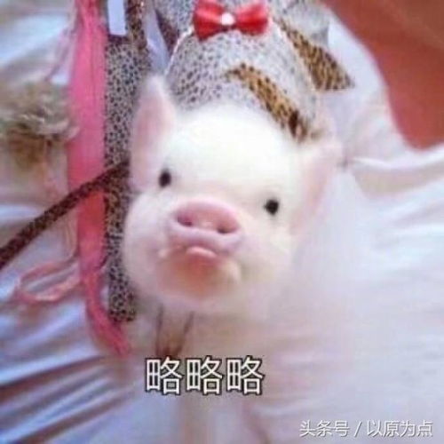 蜀山有妖气小说神宠盘点有猫咪老师,还有猪妖哟