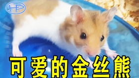 仓鼠一次吃几片花生
