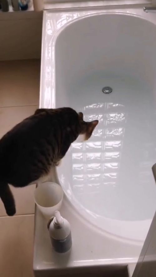 好奇害死猫,这就是你好奇的下场