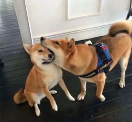 未来狂犬病将要降低极点从根源中拔除狂犬病
