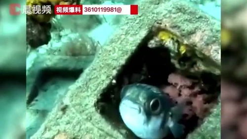 捉迷藏潜水员在海底残骸中发现2只可爱的河豚