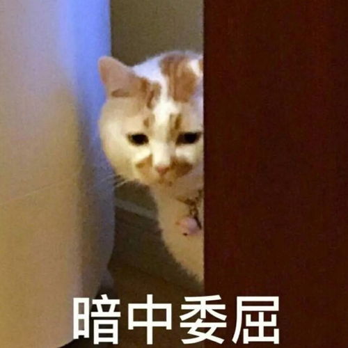 撸狗圣地魔都首家柯基咖啡店来了,小短腿萌炸啦