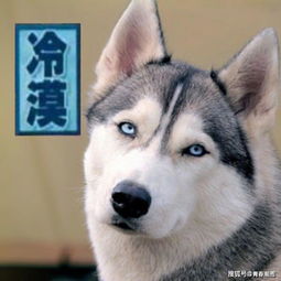 个性萌宠沙雕表情包