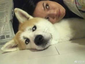 蜜汁嫌弃舒淇黏着柴犬贴面合影狗狗一脸生无可恋