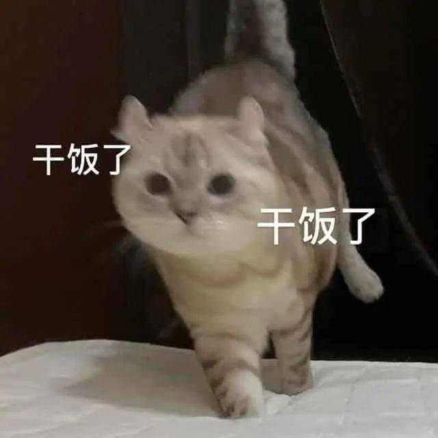 你的猫叫什么名字走的什么风