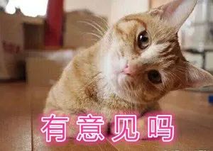 教程让喵星人瞬间安静的方法
