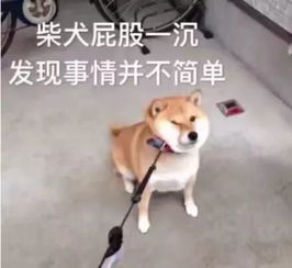 对着手机点头摇头就能赚钱女子这样做结果欠下九万元