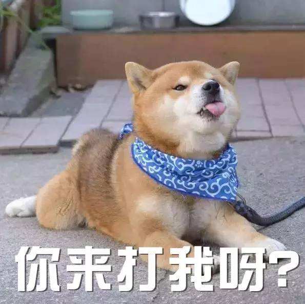 冬季养狗指南科学养狗子,拒绝以胖为美
