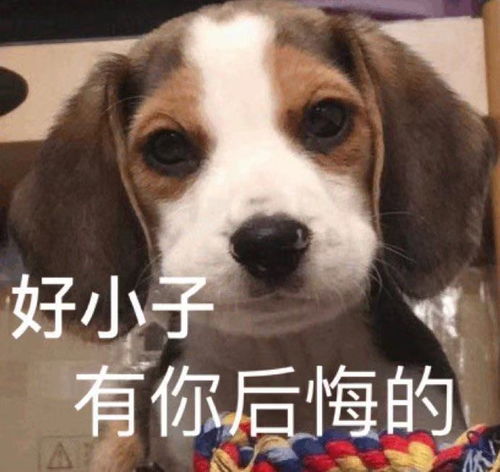 王八家族表情包图片大全舔狗