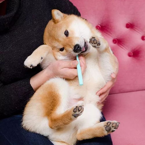日本这只爱刷牙的柴犬,做成表情包真的是萌翻了