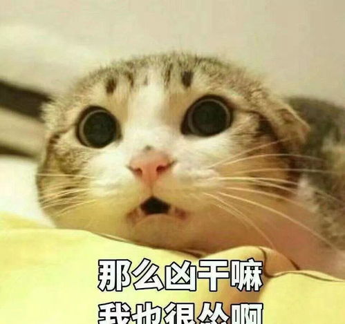 猫咪舔毛,不止是爱干净,还有这些原因