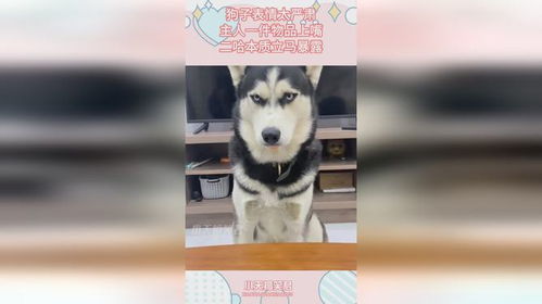 狗子表情太严肃,主人一件物品上嘴,二哈本质立马暴露