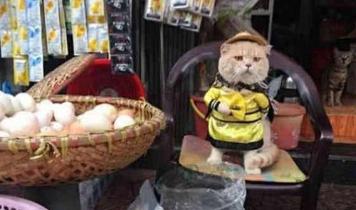 主人让橘猫卖河豚,结果表情神同步,主人好感动,猫咪不敢动