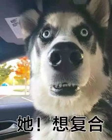 前女友突然加我微信怎么办
