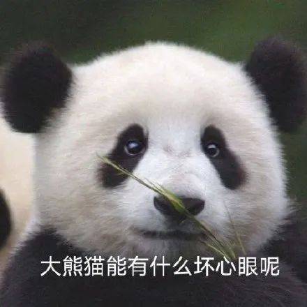 小猫咪能有什么坏心眼表情,快进来吸猫