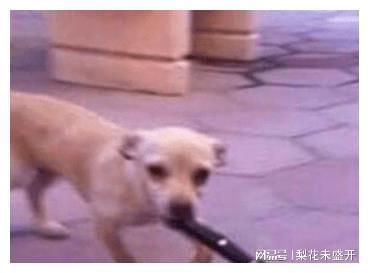 几位魔性舞者