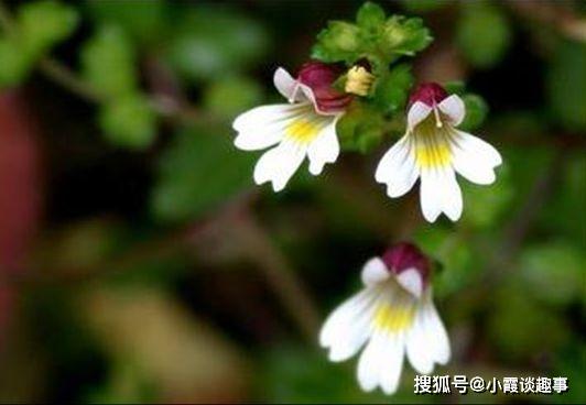 喜欢菊花,不如养盆国华系列国华浪漫,浪漫满花,香飘四季花友