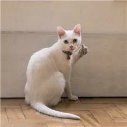 表情包我们一起学猫叫一起喵喵喵