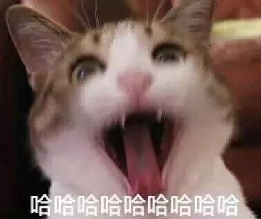 猫咪最爱的几个地方,你家猫咪喜欢待在哪里呢