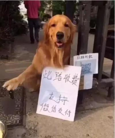 金毛狗狗带着二维码坐在路边一看旁边的牌子笑坏了