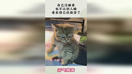 自己没睡着,也不让别人睡看表情已经崩溃了