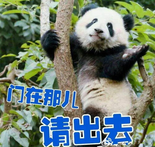 可爱熊猫表情包第一弹