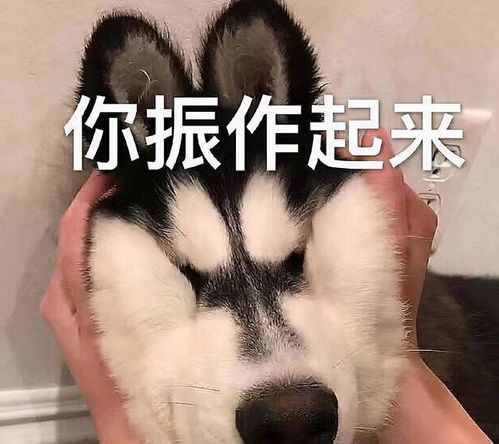 狗狗取名讲究多,请不要触碰这些禁忌