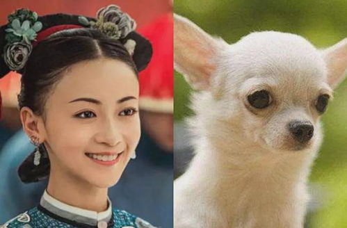 明星和动物撞脸,热巴李易峰上榜,最后一张越看越欢乐