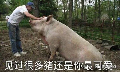 刘阿圆抱着猪的表情包蜘蛛
