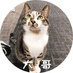 说实话,作为猫谷的猫,我真的压力很大啊
