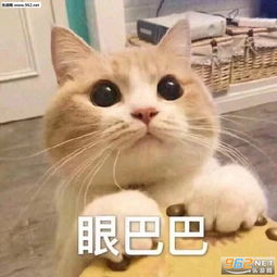 女生撒娇可爱猫咪图片猫咪要抱抱表情包下载乐游网游戏下载