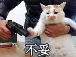 求问这只在微博上很火的表情包橘猫叫什么名字呀好喜欢,好喜感