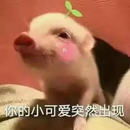 新悦君兮君不知迎新晚会我,慕容小新来了