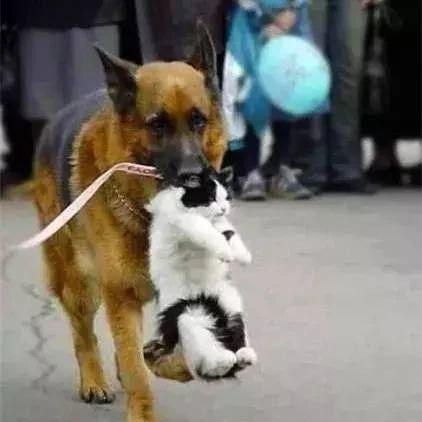 别看警犬表面威风,其实背地里...