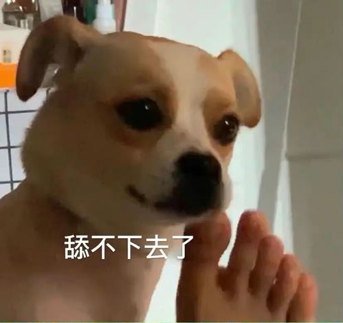 今日份表情包总有人会被绿,那为什么不是你呢