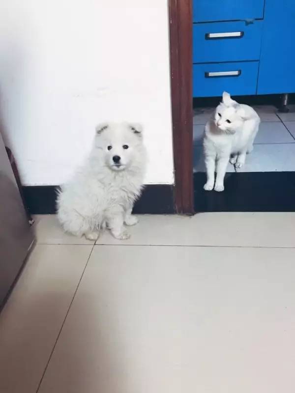 把萨摩耶从小养到大是怎么样的一种体验