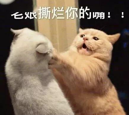 表情包小短腿柯基表情包