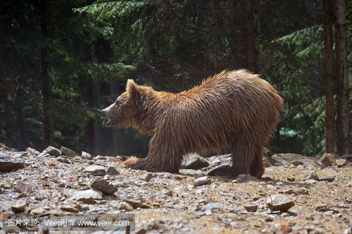 布朗熊在喀尔巴阡山脉brownbearsinthecarpathians.photo