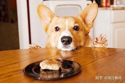 狗狗日常所需6大营养元素,全面解析