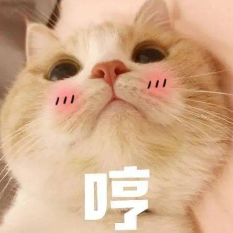猫叫表情包神器
