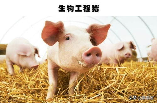 人造生物体真实存在,并且由人类创造的6种奇特的生物体