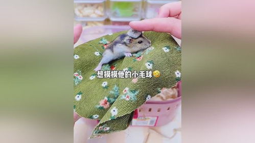 新成员是一只戴帽子的小仓鼠给他起个好听的名字吧