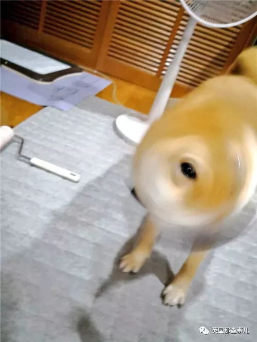 平时乖萌的汪星人一旦丑起来,各个都是高能崩坏表情包啊...