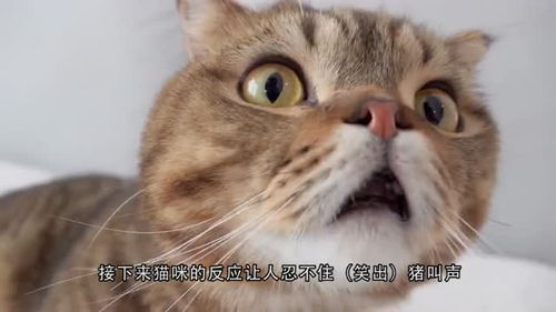 喵星人吃榴莲,会是什么表情下一秒让人忍不住笑出猪叫声