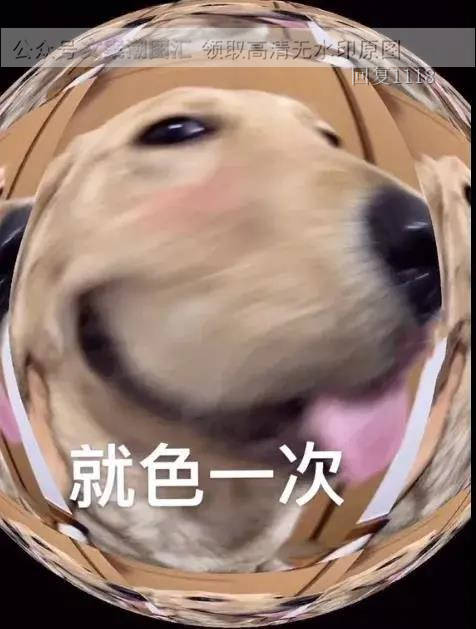大脸狗表情包可以色色吗图片表情包动态聊天抖音热门