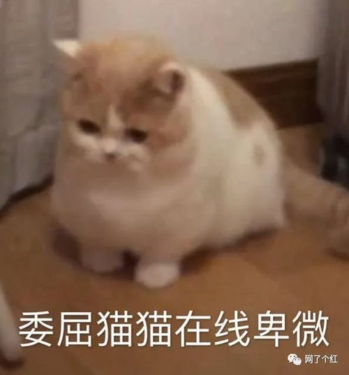 只要我不说没人会觉得像杀猪的夺笋啊哈哈哈