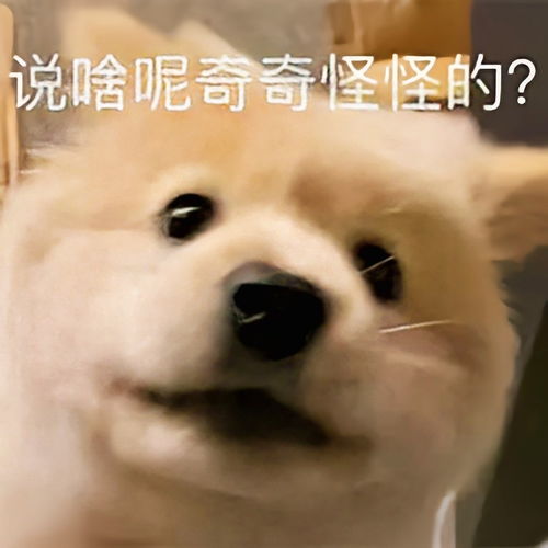 沙雕表情包丨不服你来打我呀