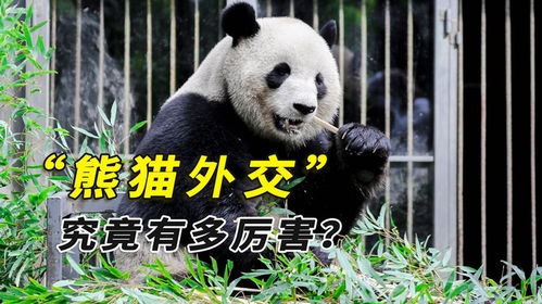为了拥有大熊猫有多卑微失去熊猫落泪痛哭,仍派专机护送回国