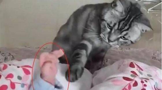 主人消失五天抱回一婴儿,猫咪一看表情都变了,下一秒暖哭