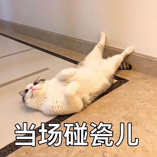 会飞的鱼的相册宠物表情包带字
